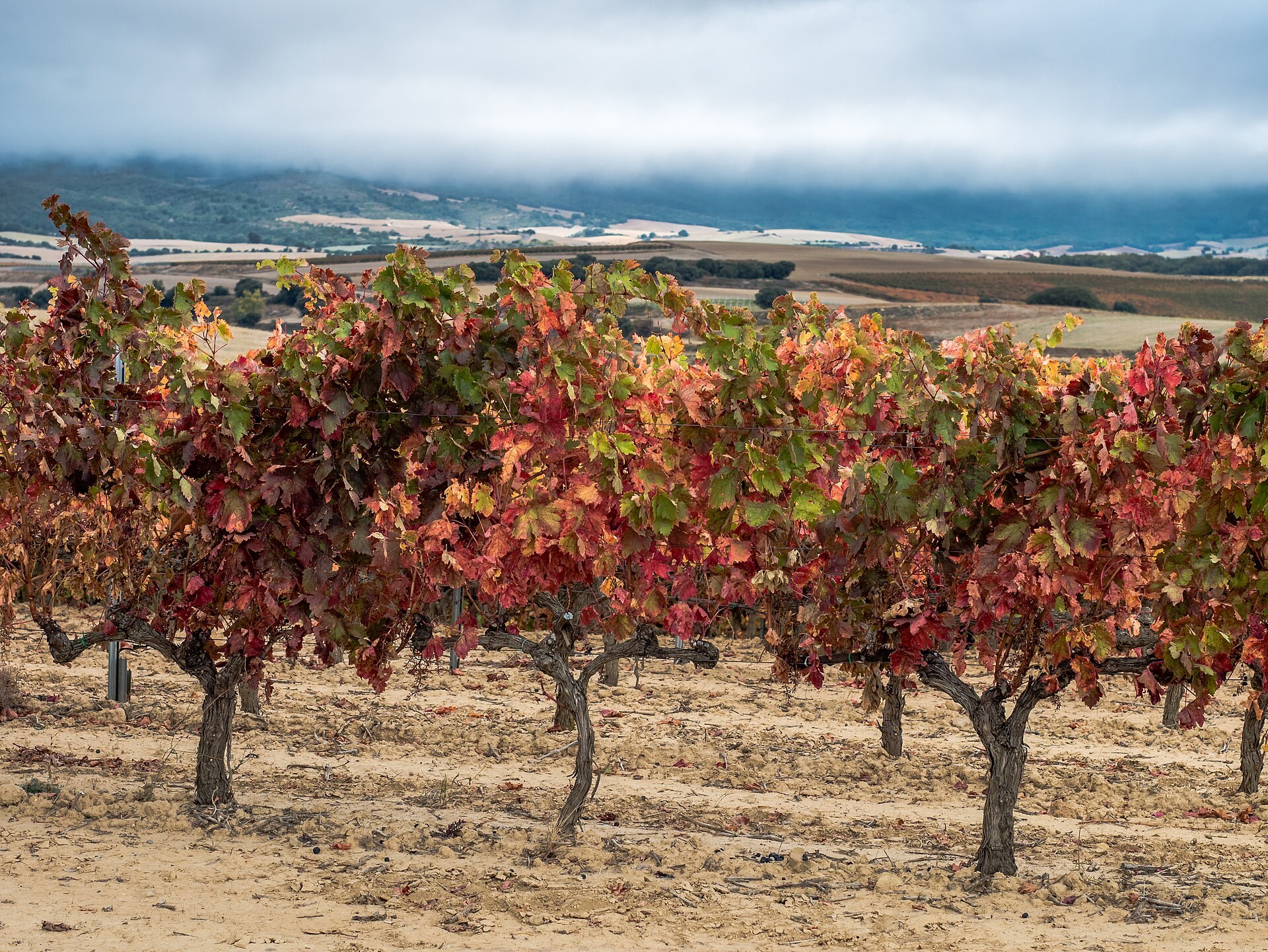 Vignes aux couleurs d'automne près d'Elvillar, en Rioja Alavesa