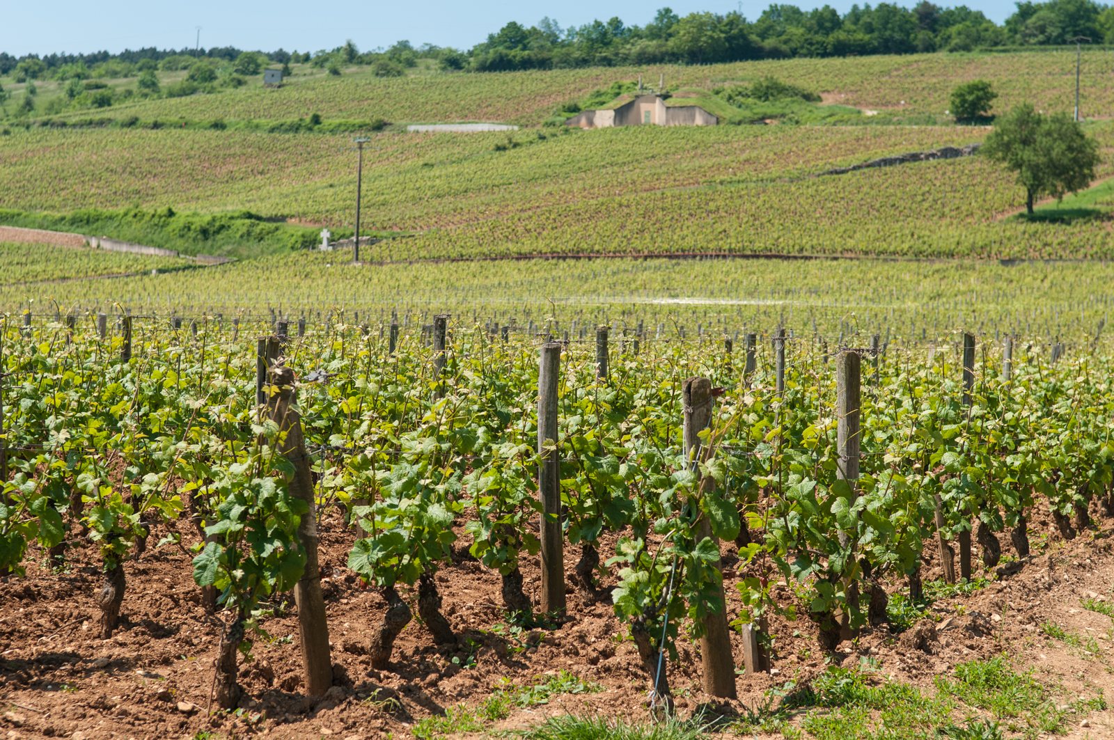 Le vignoble de la Romanée-Conti à Vosne-Romanée, en Côte de Nuits