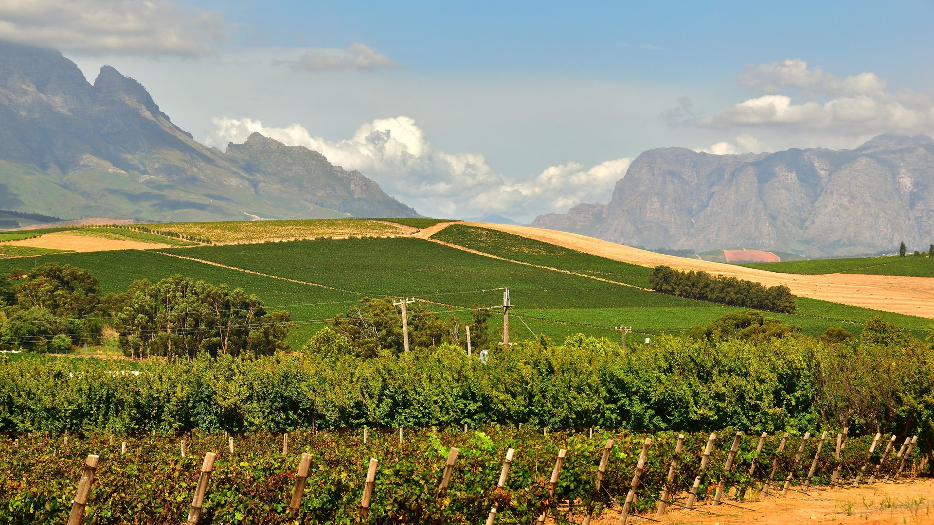 Vignobles de Stellenbosch au pied des montagnes, en Afrique du Sud
