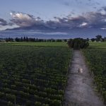 Le vin argentin bondit de 24,2 % en septembre, mais rapporte moins depuis janvier