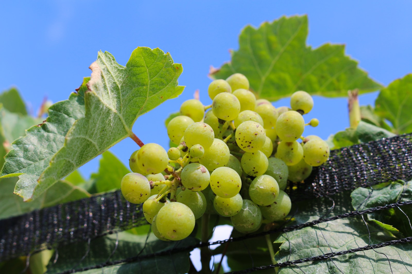 Grappe de raisins blancs sur la vigne