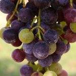 126 accessions de vigne comparées : ce que la chimie dit du raisin