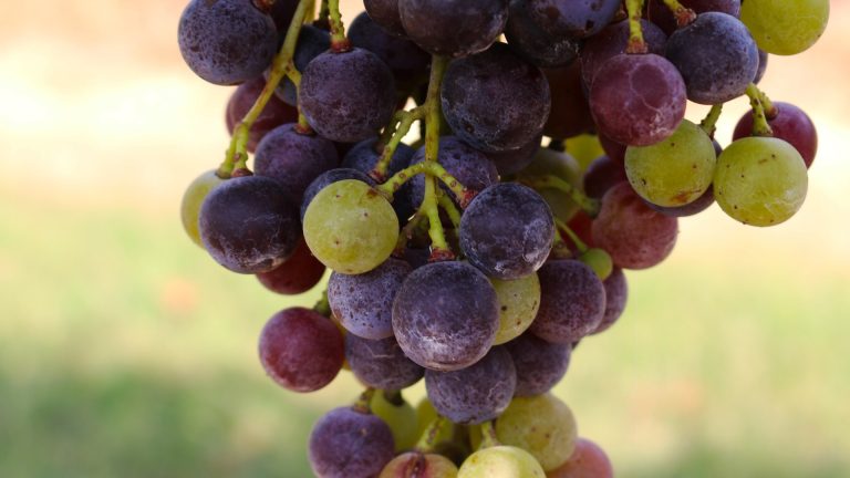 126 accessions de vigne comparées : ce que la chimie dit du raisin