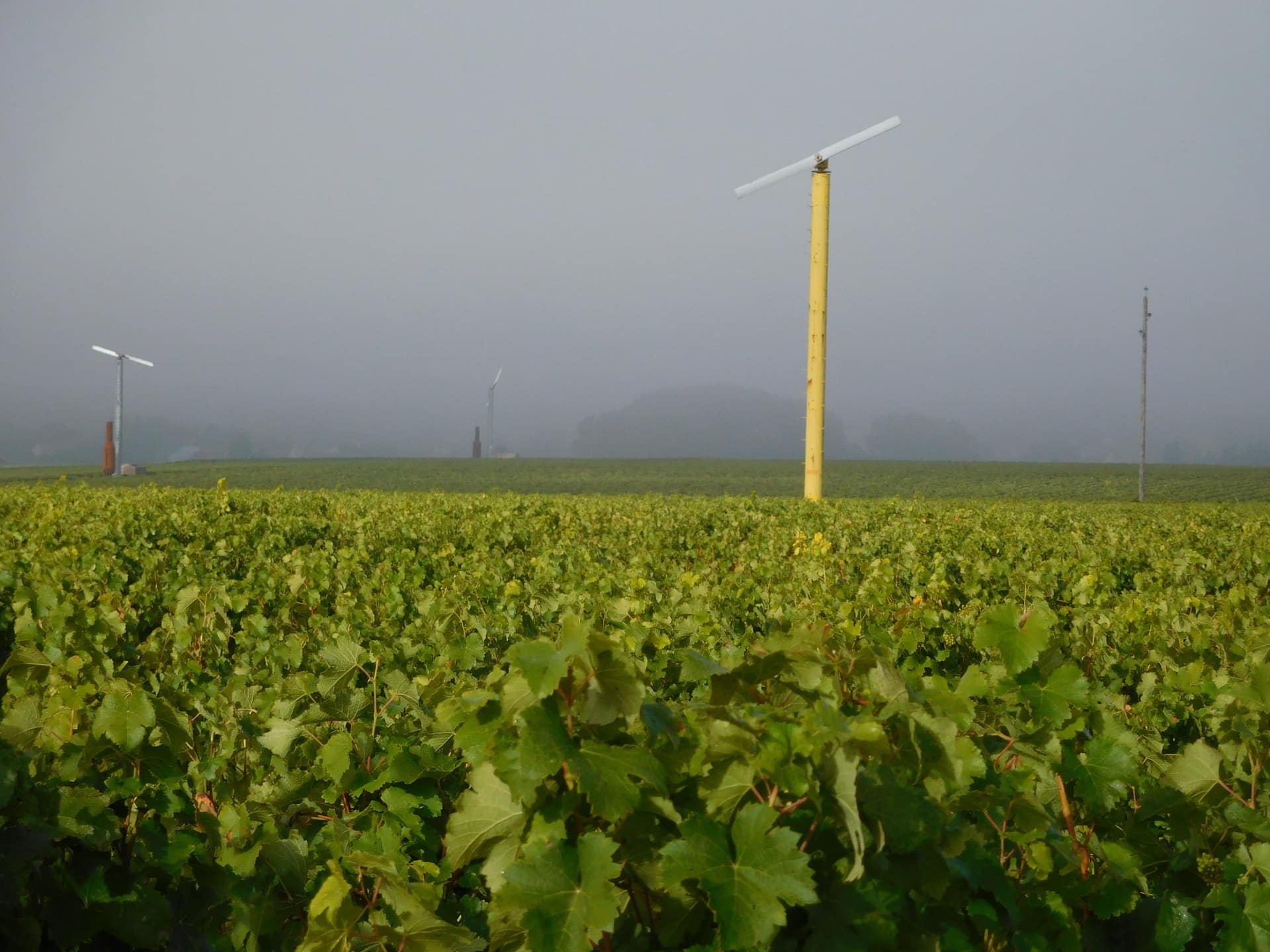 Éoliennes antigel dans les vignes du Pouilly-Fumé, à Saint-Andelain