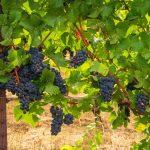 Dans l&rsquo;Oregon, le futur du vin se plante en 2027