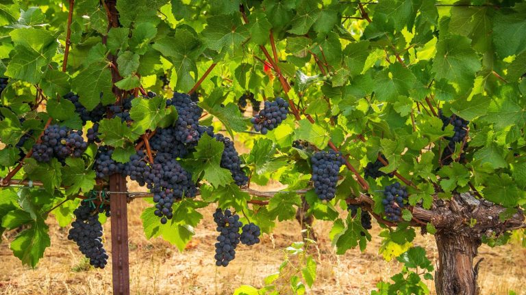 Dans l&rsquo;Oregon, le futur du vin se plante en 2027