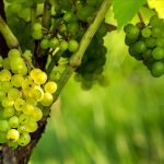 En Suède, un vignoble récolte des raisins pour 70 000 bouteilles, contre 20 000 l&rsquo;an dernier