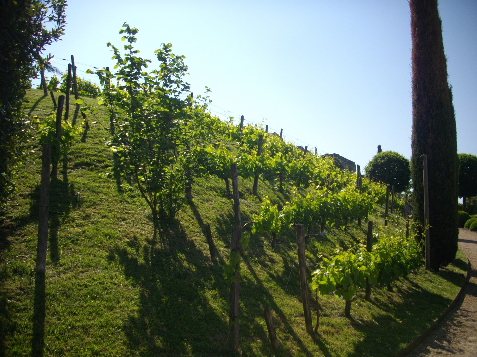 Rangs de vigne sur la pente des jardins du château d'Amboise