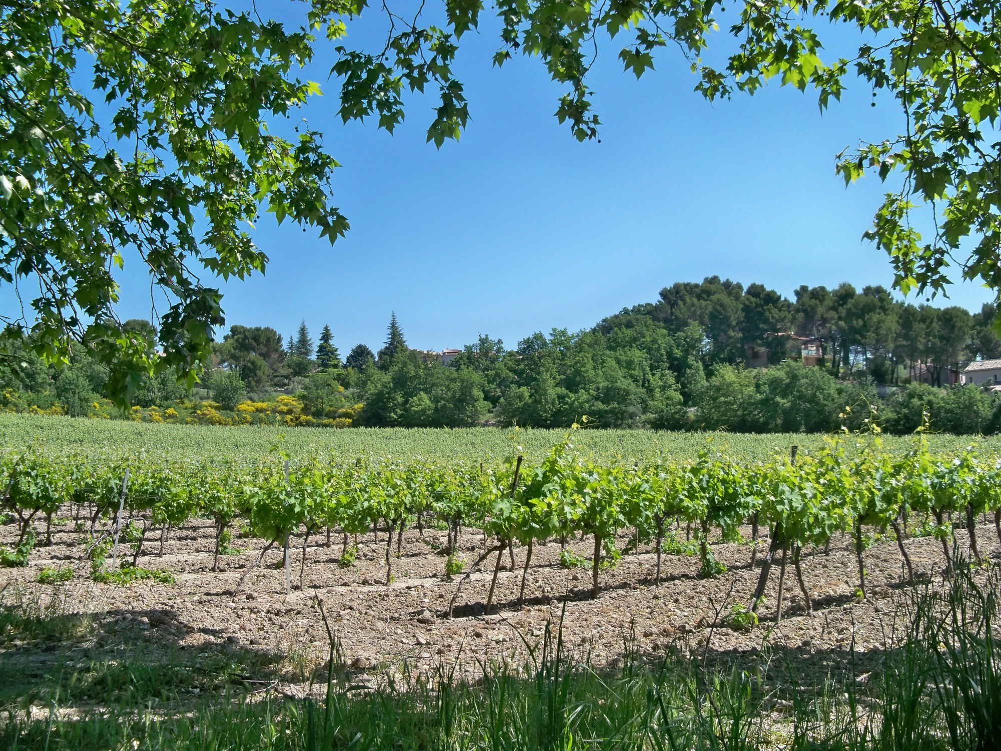 Rangs de vigne au printemps à Pierrevert, dans les Alpes-de-Haute-Provence