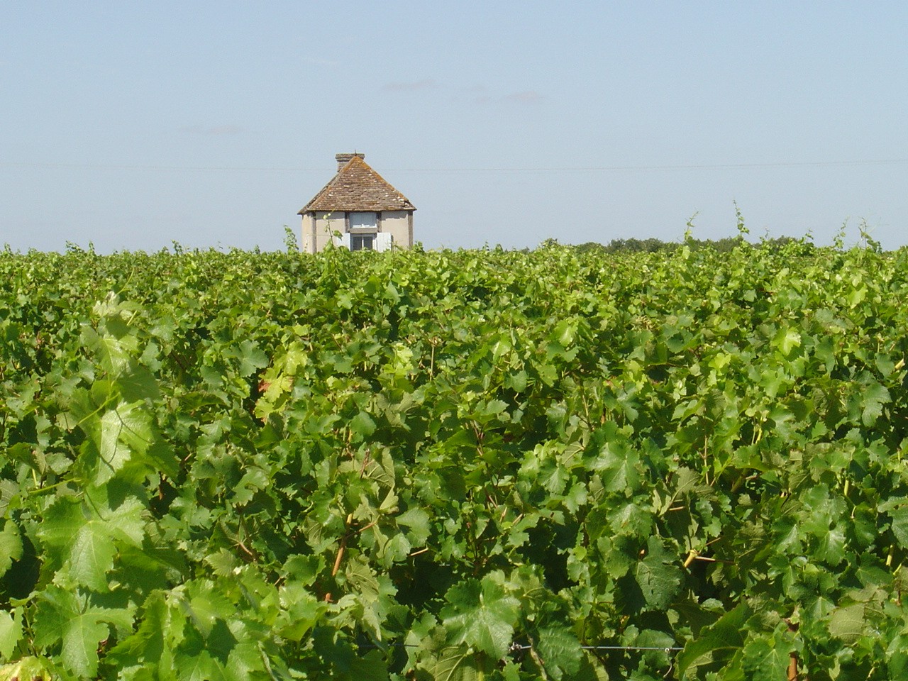 Vignes de Pocé-sur-Cisse, dans l'aire Touraine Amboise