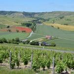 Centre-Loire 2026 : à Sancerre et Pouilly, un millésime brûlant qui reste frais