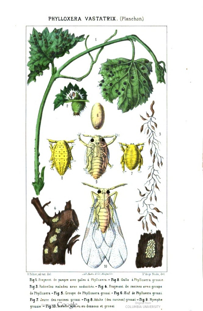 Planche scientifique de 1872 montrant le phylloxéra, ses formes et les galles sur une feuille de vigne